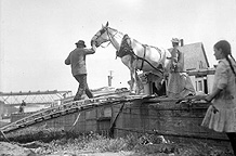 Unloading a horse from a canal boat