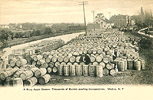 A Busy Apple Season, Medina, N.Y.