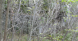 Enlarged Erie Canal Lock No. 58 - western end, north chamber