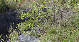 Enlarged Erie Canal Lock No. 61 - north chamber